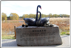 天鵝雕塑愛(ài)情的象征 天鵝雕塑愛(ài)情的象征